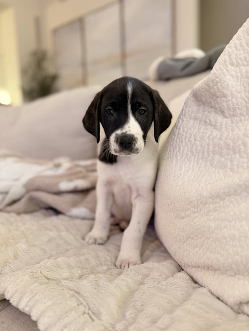 CHUCKY - HALLOWEEN LITTER - Anatolian Shepherd / Hound available for adoption