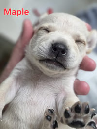 Maple - Willow Mae Litter - Photo 8