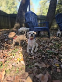 Maple - Willow Mae Litter - Photo 6