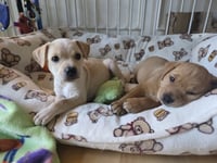 Maple - Willow Mae Litter - Photo 4