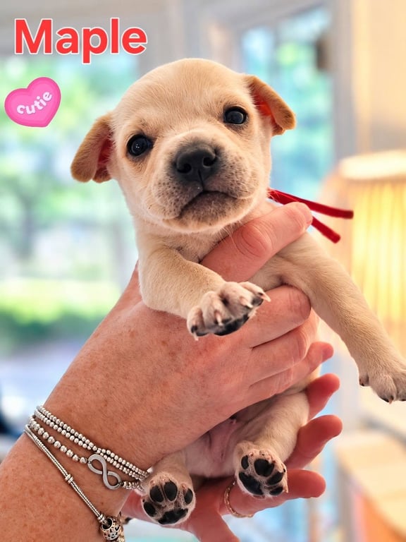 Maple - Willow Mae Litter Image