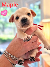 Maple - Willow Mae Litter - Photo 1