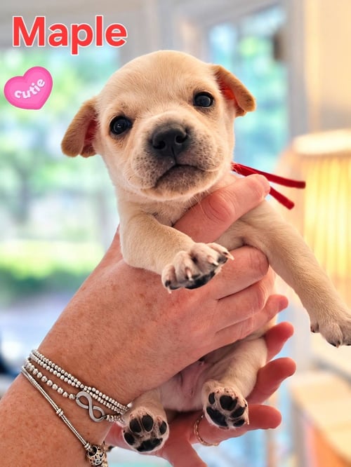 MAPLE - WILLOW MAE LITTER - Unknown available for adoption