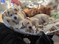 Maple - Willow Mae Litter - Photo 5