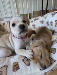 Maple - Willow Mae Litter - Photo 7