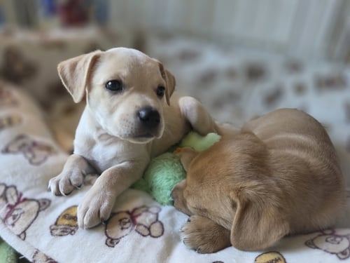MAPLE - WILLOW MAE LITTER - Unknown available for adoption