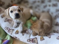 Maple - Willow Mae Litter - Photo 3
