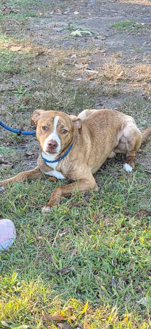 SKIPPERT - Terrier / Hound available for adoption
