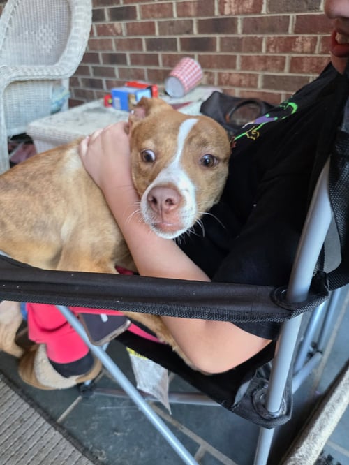 SKIPPERT - Terrier / Hound available for adoption