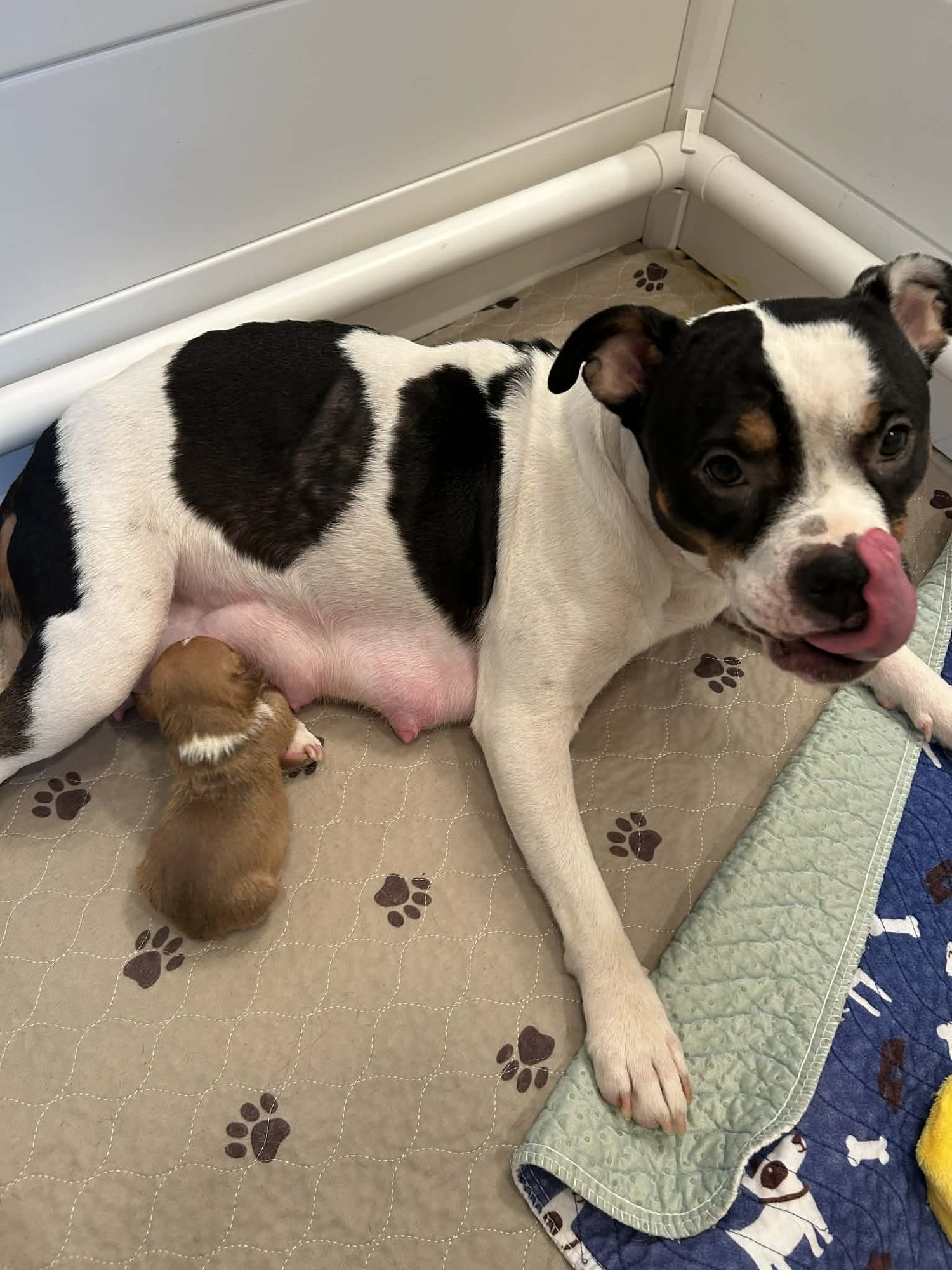 HOLLY - GOLDEN HOUR LITTER MAMA - American Bulldog / American Staffordshire Terrier available for adoption