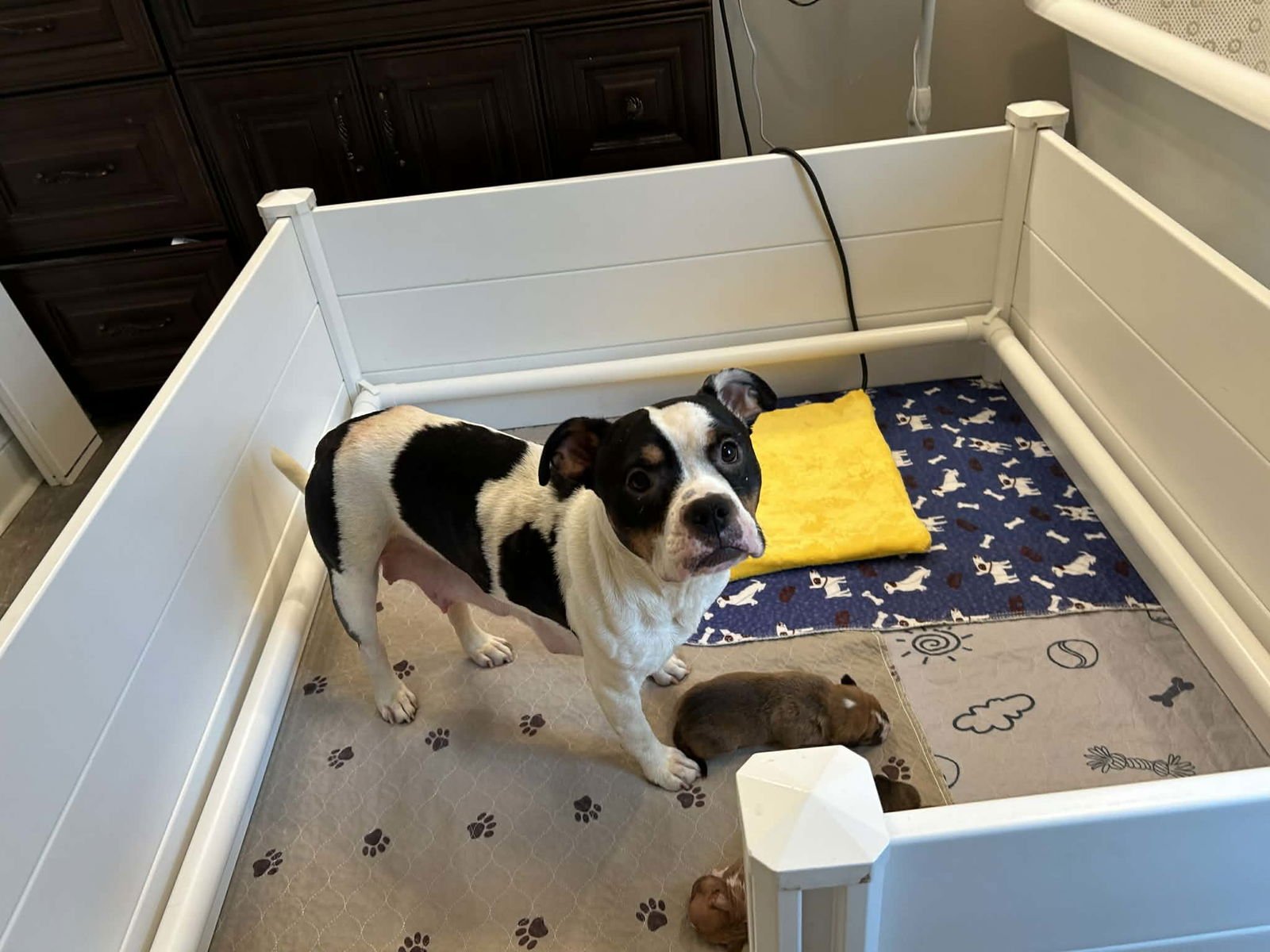 HOLLY - GOLDEN HOUR LITTER MAMA - American Bulldog / American Staffordshire Terrier available for adoption