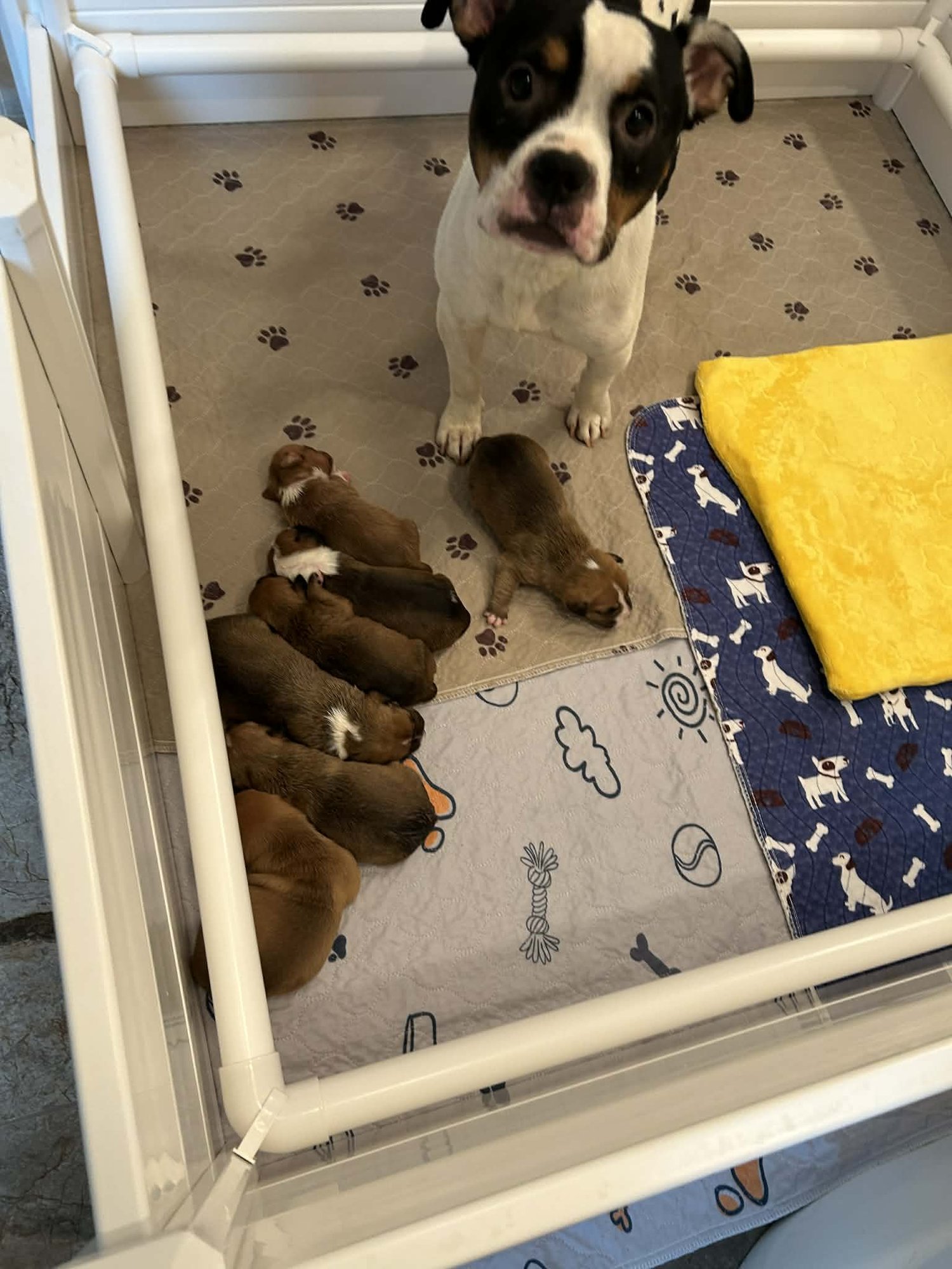 Holly - Golden Hour Litter Mama - Photo 3