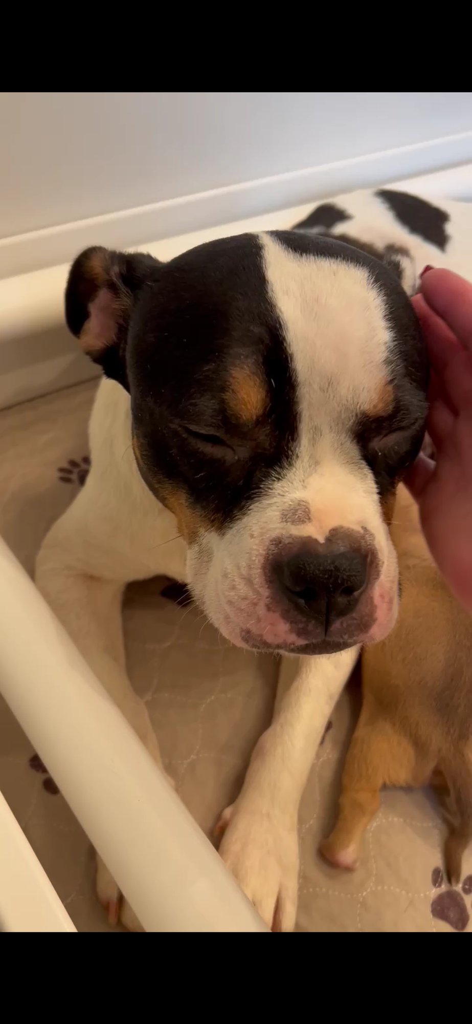 Holly - Golden Hour Litter Mama - Photo 4