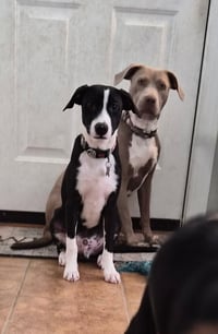 Po Boy - Zoey's Litter - Photo 7