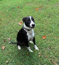 Po Boy - Zoey's Litter - Photo 6