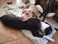Po Boy - Zoey's Litter - Photo 8
