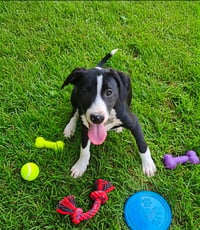 Po Boy - Zoey's Litter - Photo 10