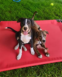 Po Boy - Zoey's Litter - Photo 12