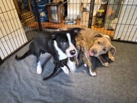 Po Boy - Zoey's Litter - Photo 16