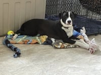 Po Boy - Zoey's Litter - Photo 4