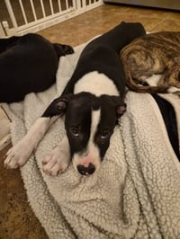Po Boy - Zoey's Litter - Photo 14
