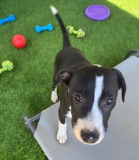 Po Boy - Zoey's Litter - Photo 11
