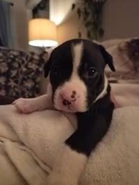 Po Boy - Zoey's Litter - Photo 18
