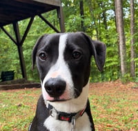 Po Boy - Zoey's Litter - Photo 1