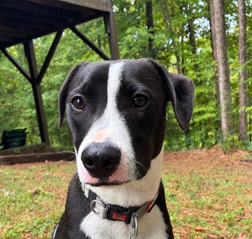 PO BOY - ZOEY'S LITTER - Pit Bull Terrier / Border Collie available for adoption
