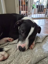 Po Boy - Zoey's Litter - Photo 9
