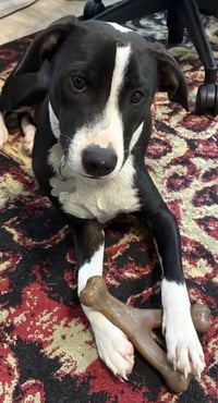 Po Boy - Zoey's Litter - Photo 2