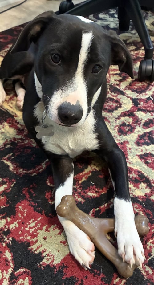 PO BOY - ZOEY'S LITTER - Pit Bull Terrier / Border Collie available for adoption
