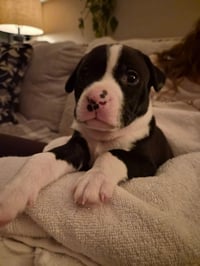 Po Boy - Zoey's Litter - Photo 17