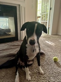 Po Boy - Zoey's Litter - Photo 5