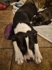 Po Boy - Zoey's Litter - Photo 15