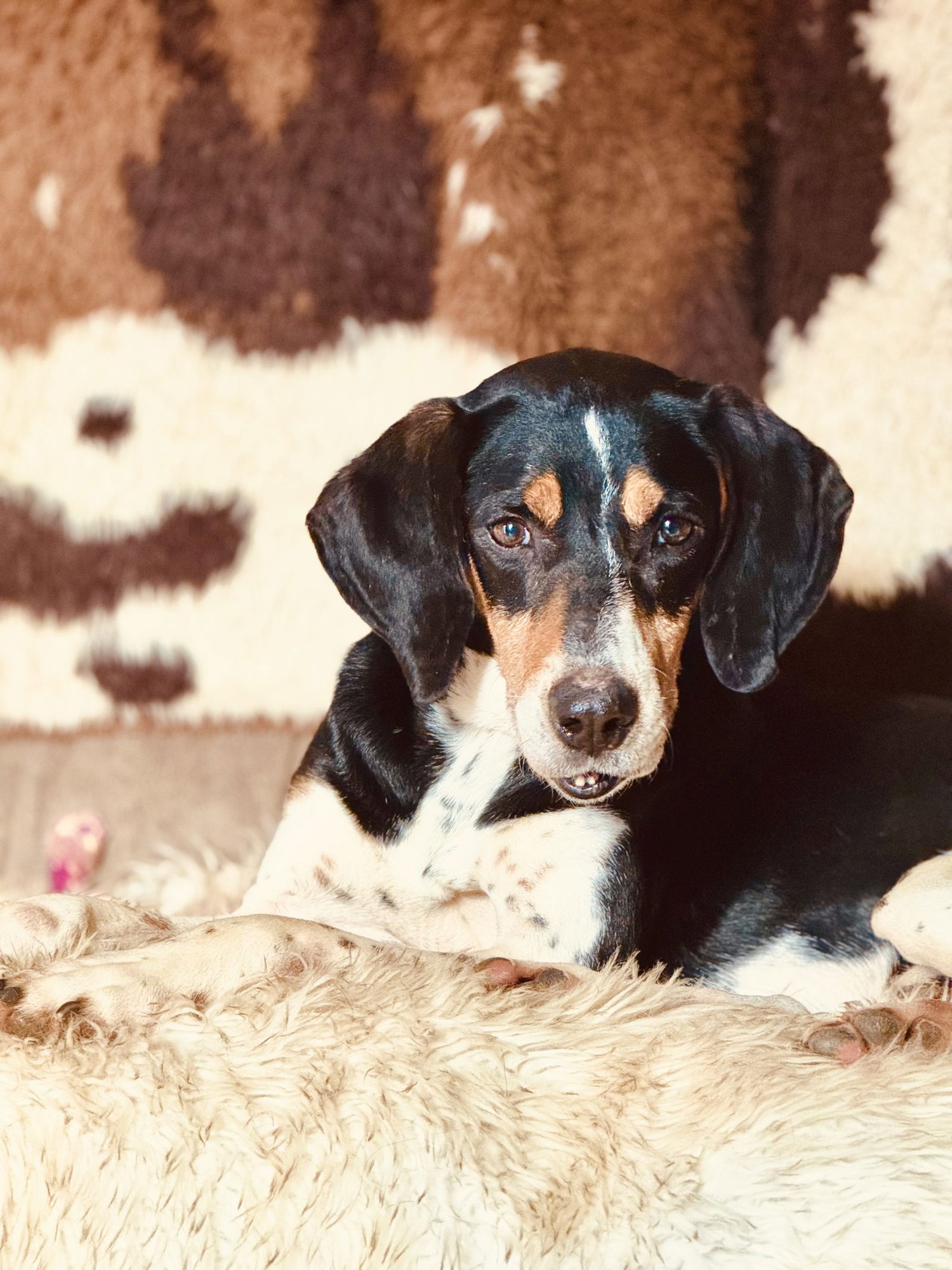 JOEY - Black and Tan Coonhound available for adoption