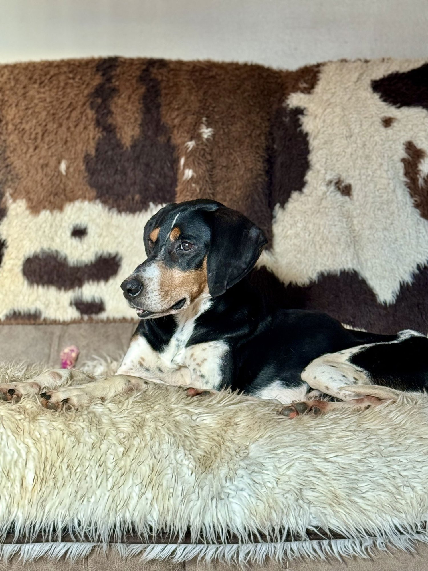 JOEY - Black and Tan Coonhound available for adoption