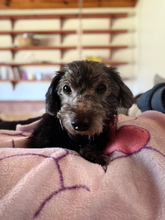 Sammie Image