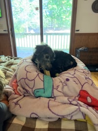 Sammie - Photo 3