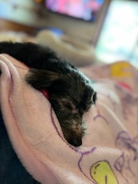 Sammie - Photo 4