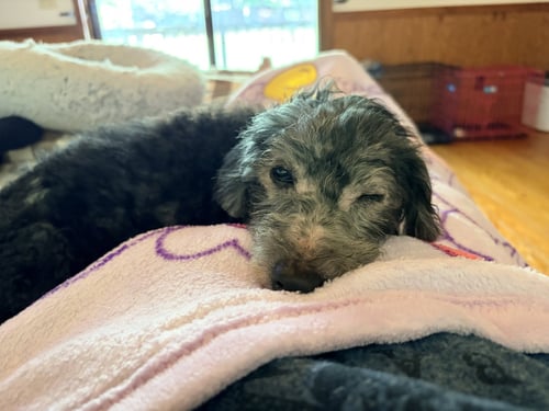 SAMMIE - Dachshund / Poodle (Miniature) available for adoption