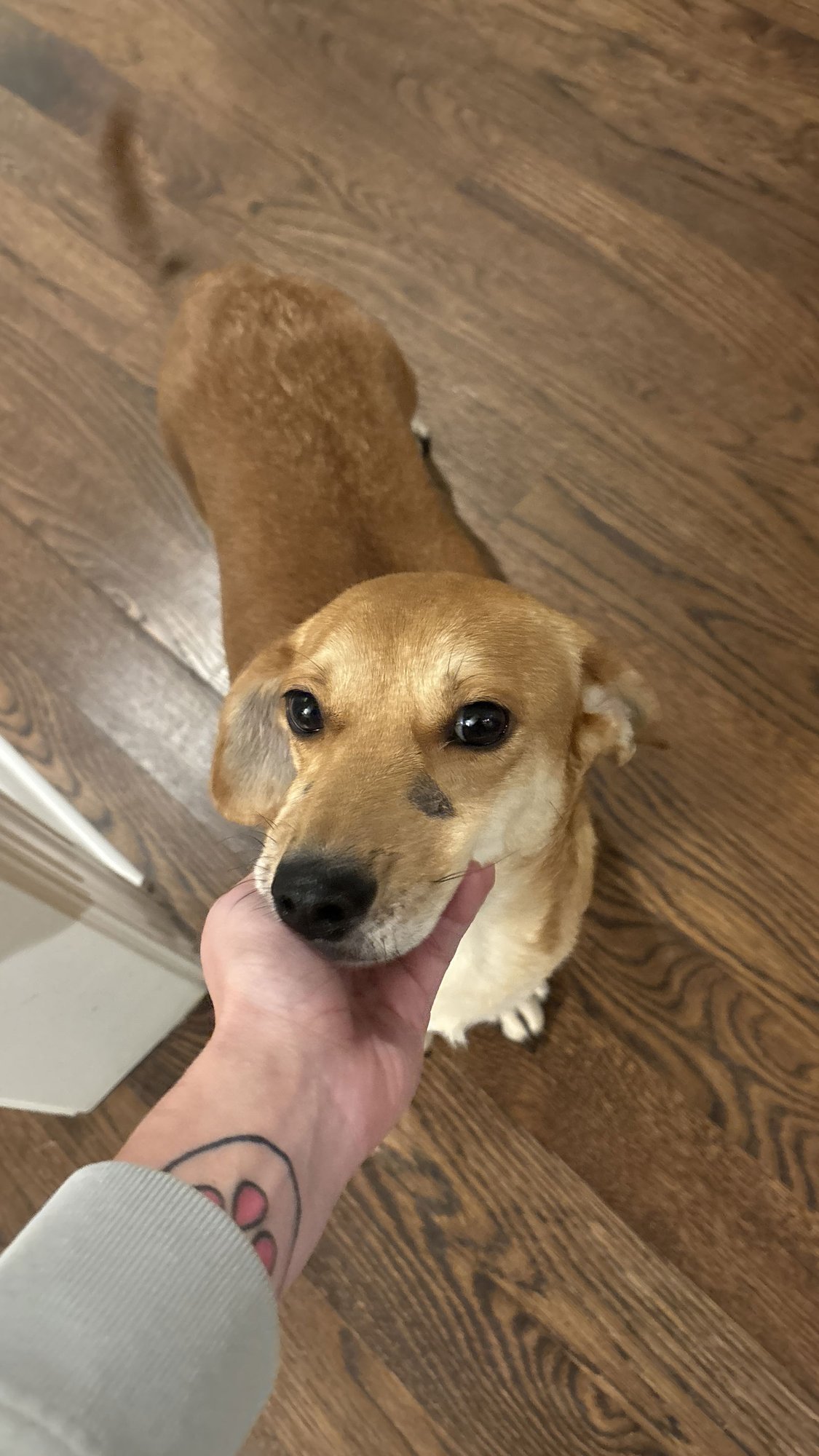 MARGIE: THE SIMPSON’S LITTER MAM - Dachshund / Rat Terrier available for adoption