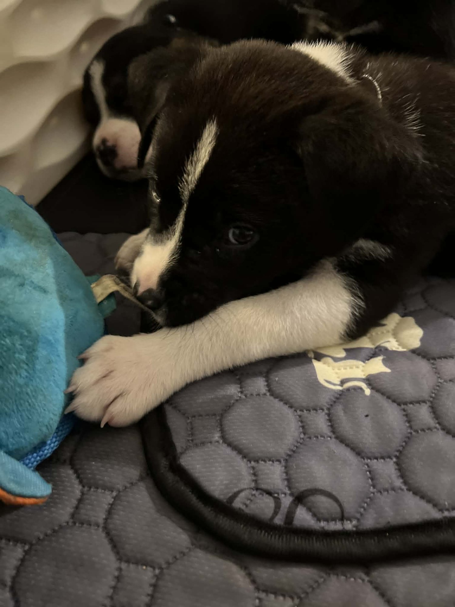 CEDAR - FLOWER POWER LITTER - American Pit Bull Terrier / Labrador Retriever available for adoption