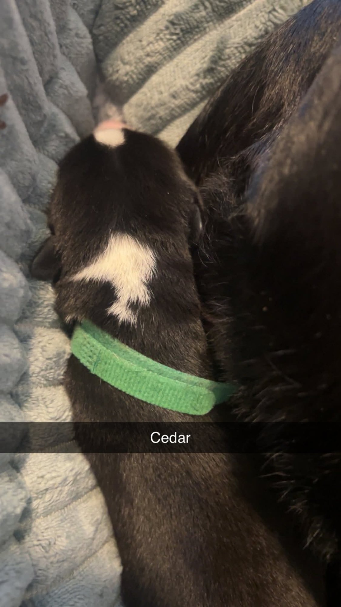 CEDAR - FLOWER POWER LITTER - American Pit Bull Terrier / Labrador Retriever available for adoption