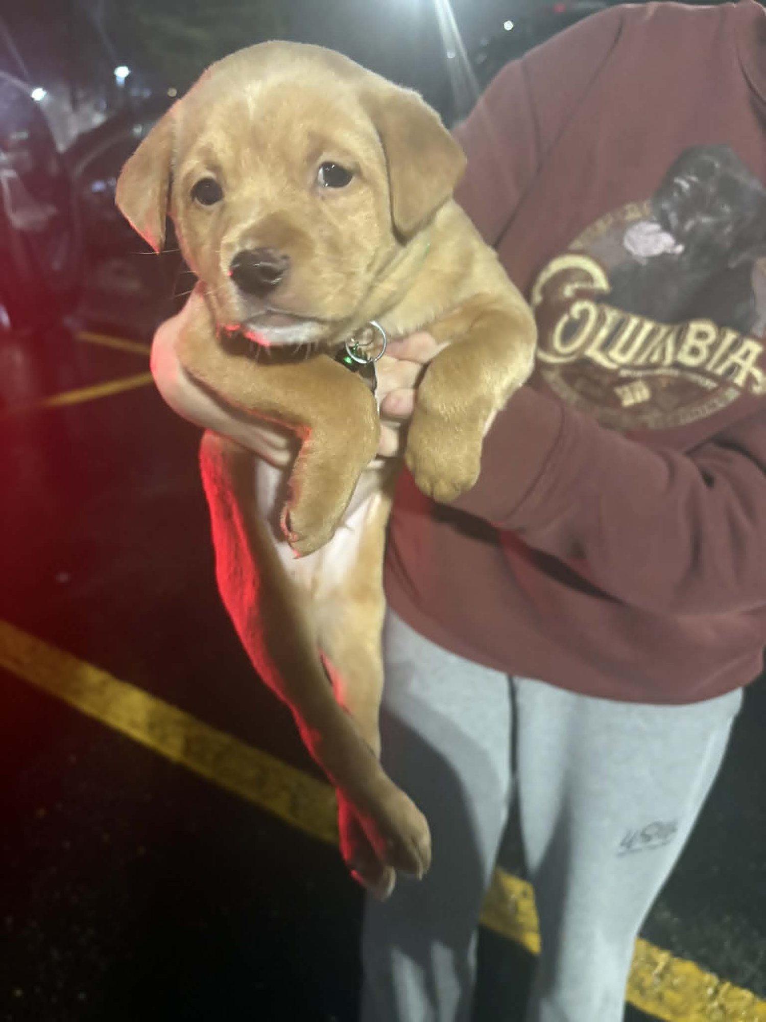 ALAN - TRAITORS LITTER - Terrier / Shepherd available for adoption