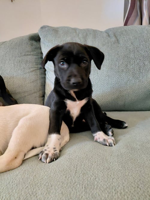 REBEL (MASCOT LITTER) - German Shepherd Dog / Labrador Retriever available for adoption