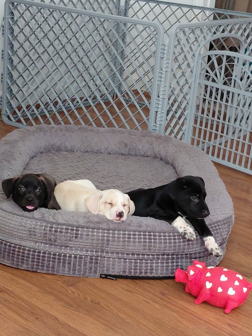 REBEL (MASCOT LITTER) - German Shepherd Dog / Labrador Retriever available for adoption