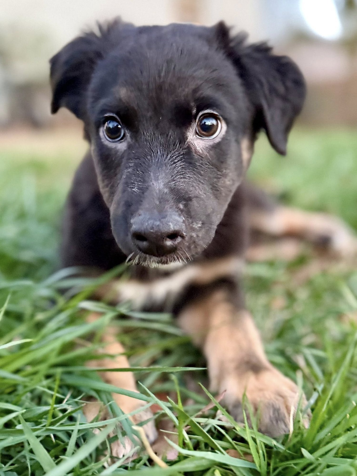 DARCY - Border Collie / Shepherd available for adoption