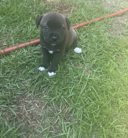 HERMIONE (HARRY POTTER LITTER) - Labrador Retriever / Terrier available for adoption