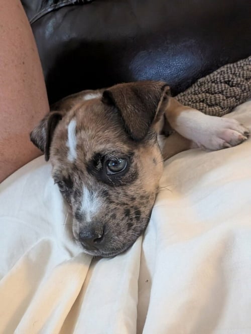 LEONARDO - Shepherd / Catahoula Leopard Dog available for adoption